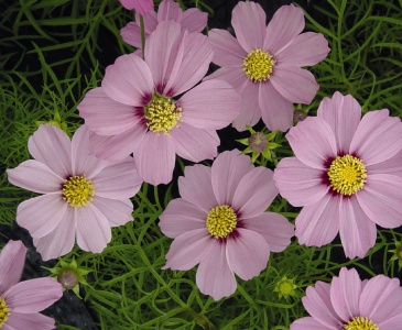 Космея дваждыперистая (Cosmos bipinnatus)