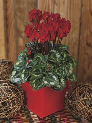 Цикламен персидский (Cyclamen persicum)