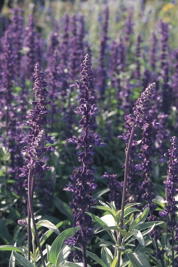 Шалфей мучнистый (Salvia farinacea)