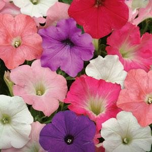 Петуния ампельная гибридная (Petunia х hybrida)