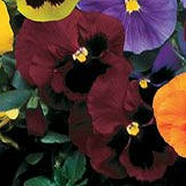 Виола Виттрока (Viola wittrockiana) Виола Виттрока (Viola wittrockiana)