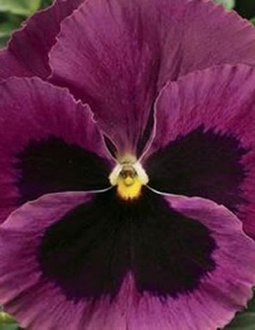Виола Виттрока (Viola wittrockiana)