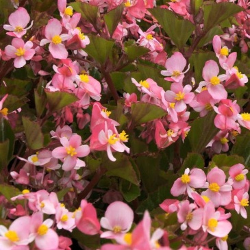 Бегония гибридная (зеленая листва) (Begonia hybrida)