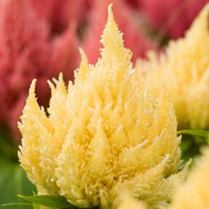 Целозия метельчатая (Celosia plumosa)