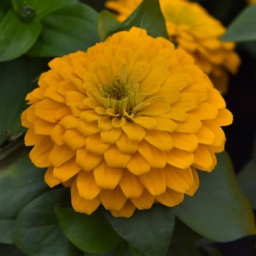 Цинния изящная (Zinnia elegans) Цинния изящная (Zinnia elegans)