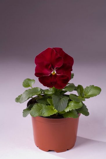 Виола Виттрока (Viola wittrockiana) Виола Виттрока (Viola wittrockiana)
