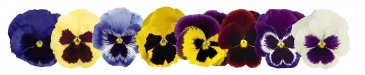 Виола виттрока (Viola wittrockiana) Виола виттрока (Viola wittrockiana)