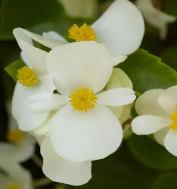 Бегония гибридная ампельная (зеленая листва) (Begonia hybrida) Бегония гибридная ампельная (зеленая листва) (Begonia hybrida)