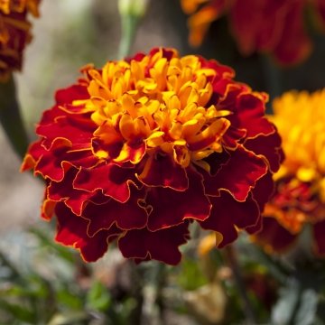 Бархатцы отклоненные (Tagetes patula)