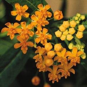 Ваточник курассавский (Asclepias curassavica) Ваточник курассавский (Asclepias curassavica)