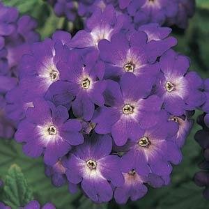 Вербена гибридная (Verbena hybrida) Вербена гибридная (Verbena hybrida)