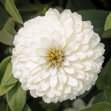 Цинния мариландская (Zinnia marylandica) Цинния мариландская (Zinnia marylandica)