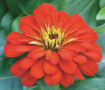 Цинния изящная (Zinnia elegans)