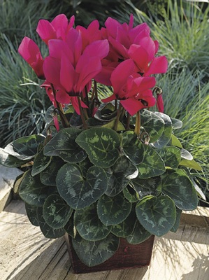Цикламен персидский (Cyclamen persicum)