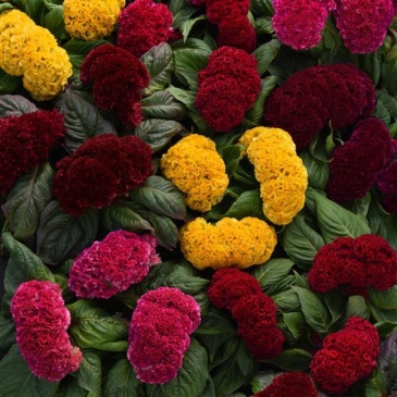 Целозия гребенчатая (Celosia cristata)