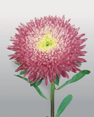 Астра китайская (Callistephus chinensis)