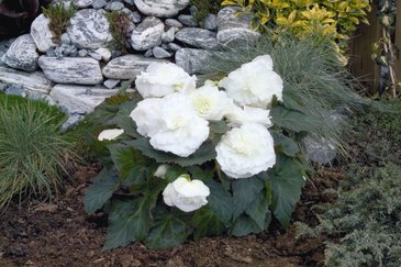 Бегония клубневая махровая (Begonia tuberhybrida)