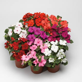 Бальзамин Уоллера (Impatiens walleriana)