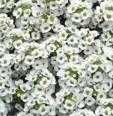 Алиссум морской (Lobularia maritima)