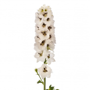 Дельфиниум высокий (генетически компактный) (Delphinium elatum)