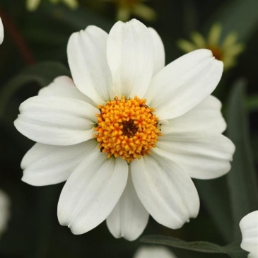 Цинния узколистная (Хаге) (Zinnia angustifolia (haageana)) Цинния узколистная (Хаге) (Zinnia angustifolia (haageana))