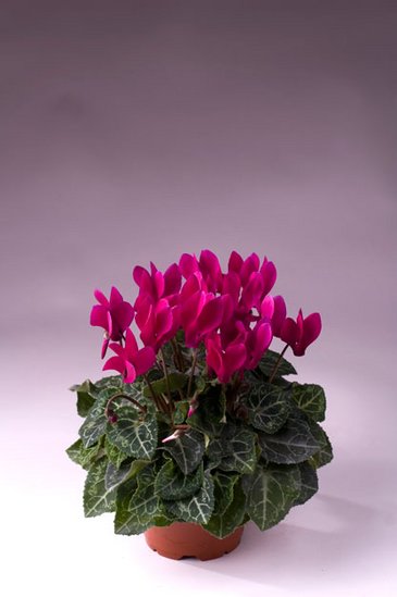 Цикламен персидский (Cyclamen persicum) Цикламен персидский (Cyclamen persicum)