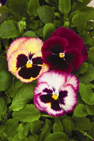 Виола Виттрока (Viola wittrockiana) Виола Виттрока (Viola wittrockiana)