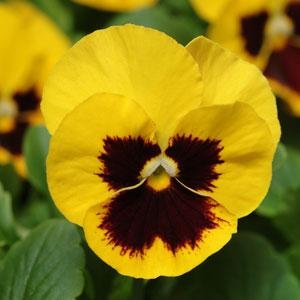 Виола виттрока (Viola wittrockiana) Виола виттрока (Viola wittrockiana)