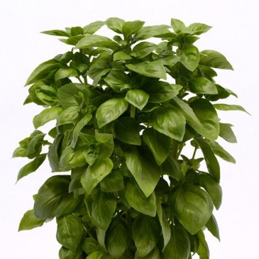 Базилик благородный (Ocimum basilicum)