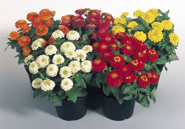 Цинния изящная (Zinnia elegans)