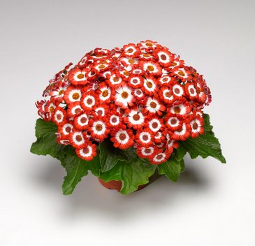 Цинерария гибридная (Pericallis cruenta)