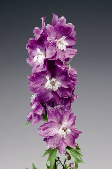 Дельфиниум высокий (Delphinium elatum)