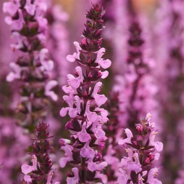 Шалфей дубравный (лесной) (Salvia nemorosa) Шалфей дубравный (лесной) (Salvia nemorosa)