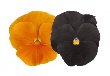 Виола виттрока (Viola wittrockiana) Виола виттрока (Viola wittrockiana)