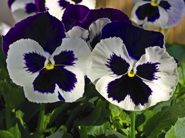 Виола Виттрока (Viola wittrockiana)