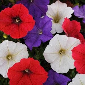 Петуния ампельная гибридная (Petunia х hybrida)