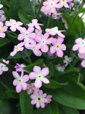 Незабудка лесная (Myosotis sylvatica) Незабудка лесная (Myosotis sylvatica)