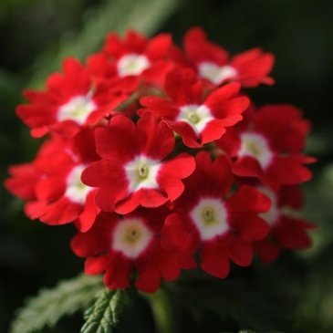 Вербена гибридная (Verbena hybrida) Вербена гибридная (Verbena hybrida)