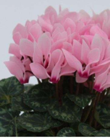 Цикламен персидский (Cyclamen persicum)