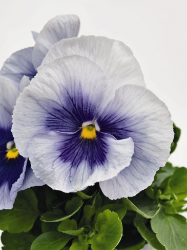 Виола виттрока (Viola wittrockiana) Виола виттрока (Viola wittrockiana)