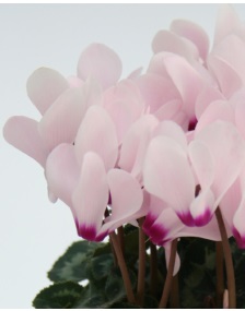Цикламен персидский (Cyclamen persicum) Цикламен персидский (Cyclamen persicum)