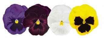 Виола виттрока (Viola wittrockiana) Виола виттрока (Viola wittrockiana)