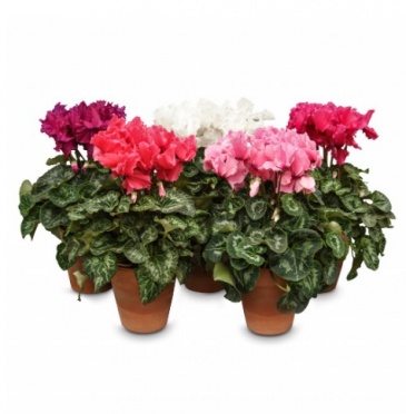 Цикламен персидский (Cyclamen persicum)