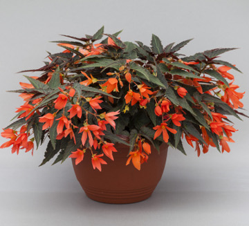 Бегония боливийская ампельная (Begonia boliviensis x hybrida)