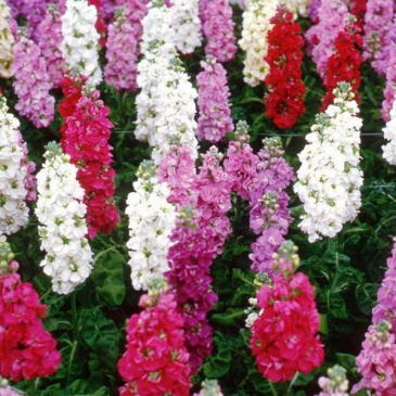 Левкой седой (Matthiola incana) Левкой седой (Matthiola incana)