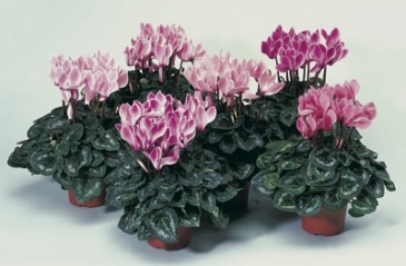 Цикламен персидский (Cyclamen persicum)