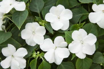 Бальзамин Уоллера ампельный (Impatiens walleriana)
