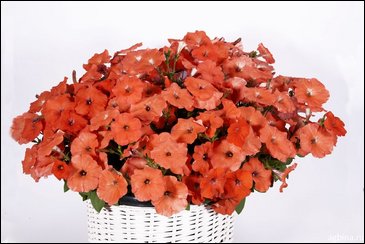 Петуния ампельная гибридная (Petunia x hybrida)