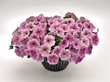 Петуния ампельная гибридная (Petunia х hybrida)