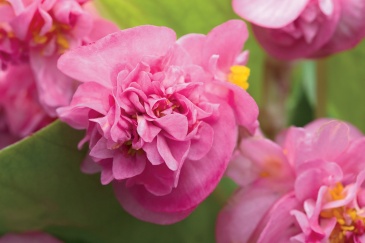 Бегония вечноцветущая махровая (зеленая листва) (Begonia semperflorens)